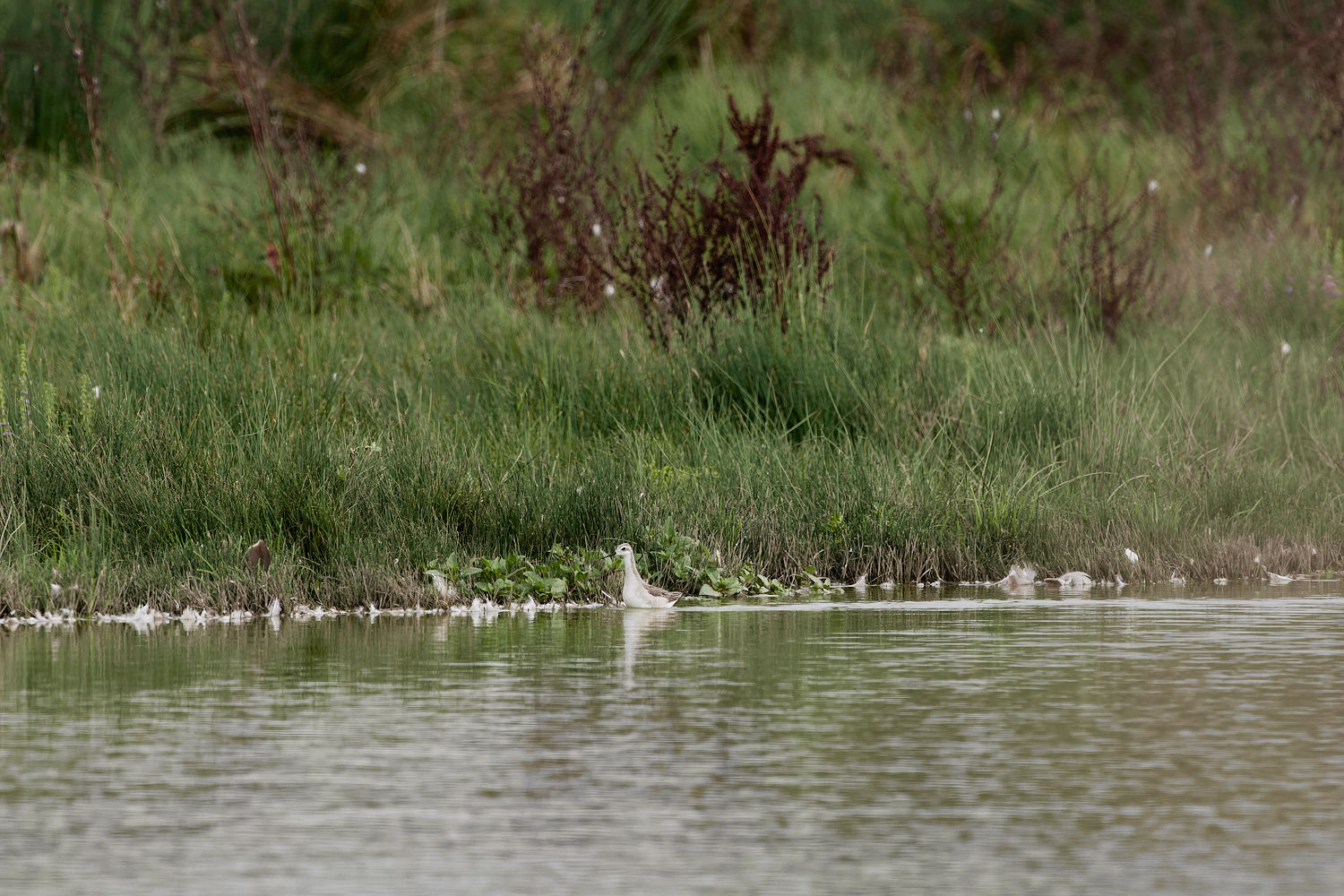 NorthPointPoolsWilson'sPhalarope021023-6-NEF_DxO_DeepPRIME