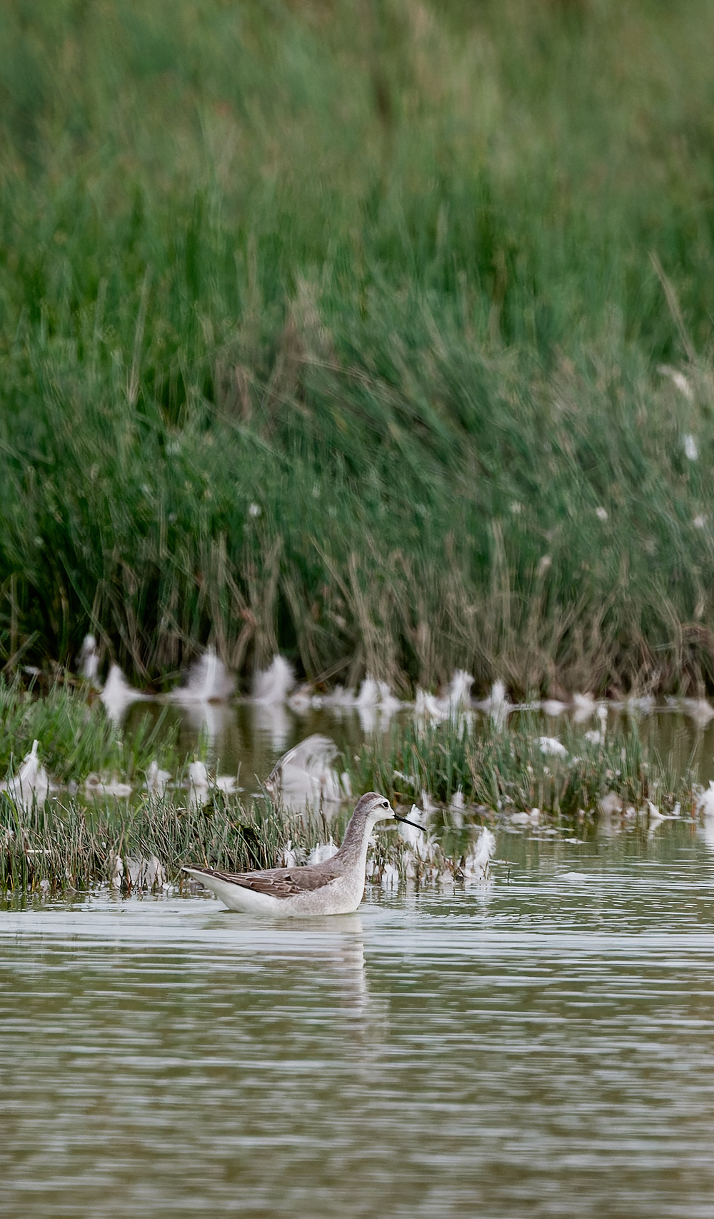 NorthPointPoolsWilson'sPhalarope021023-7-NEF_DxO_DeepPRIME