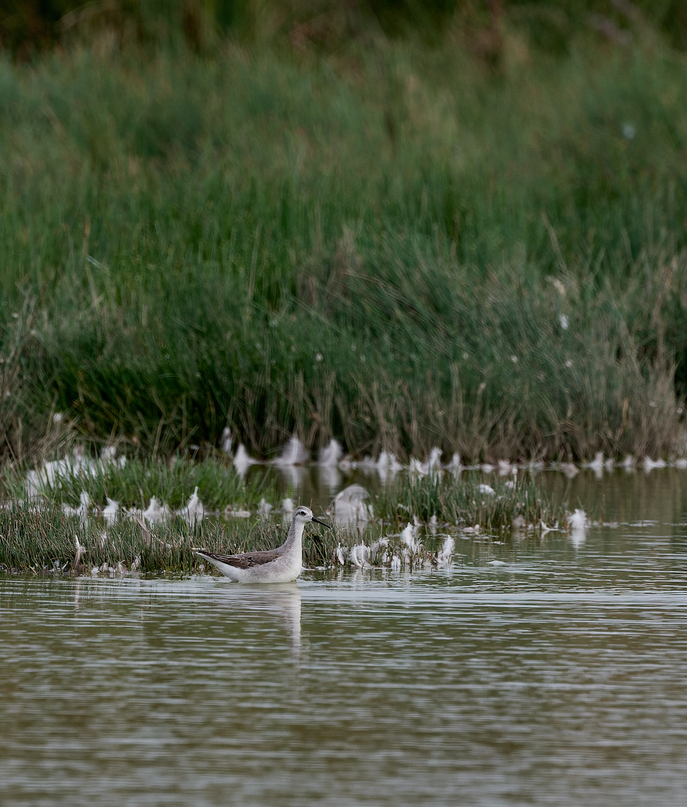 NorthPointPoolsWilson'sPhalarope021023-8-NEF_DxO_DeepPRIME