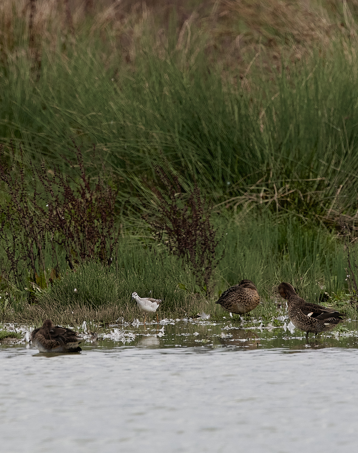 NorthPointPoolsWilson'sPhalarope021023-9