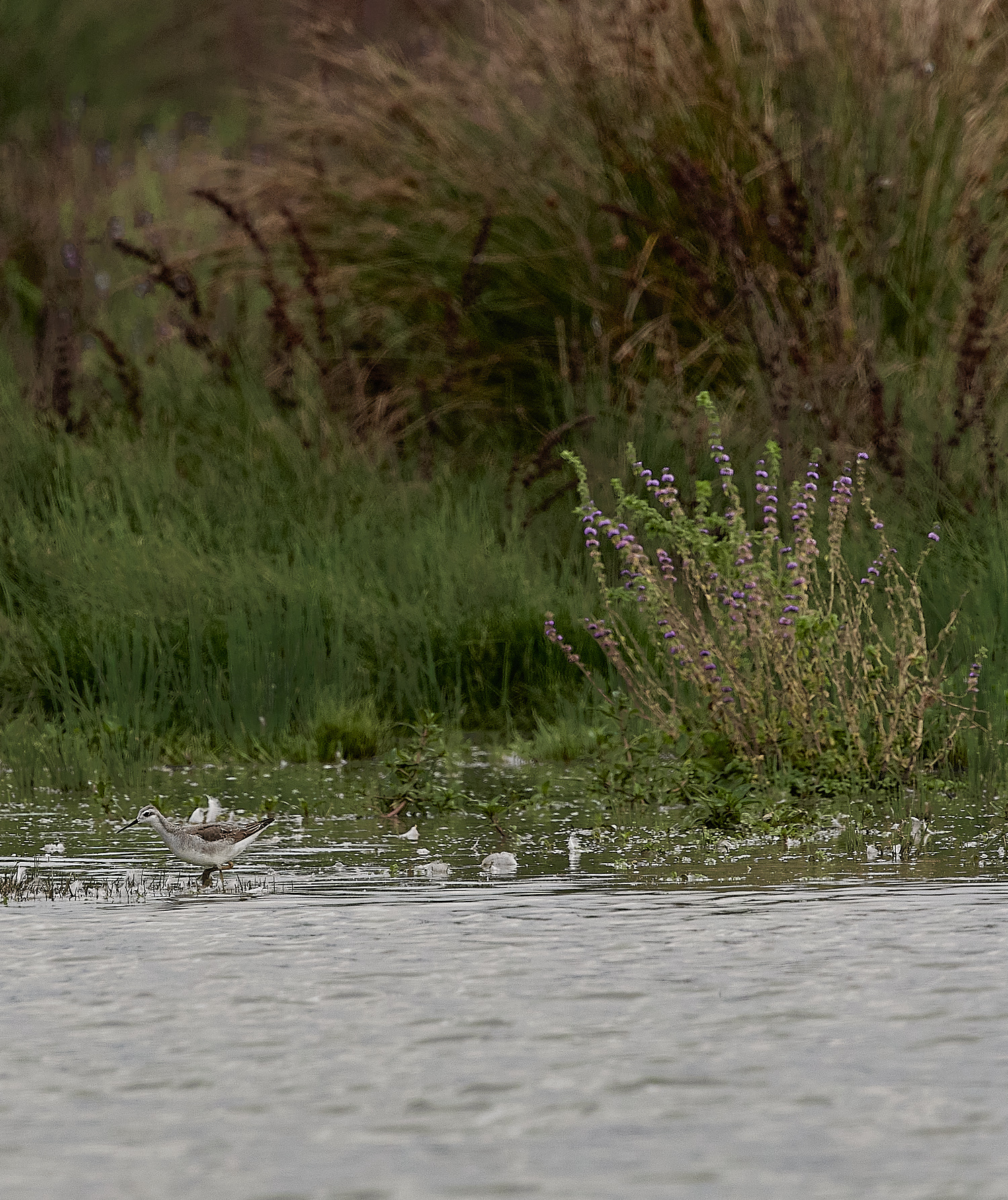 NorthPointPoolsWilson'sPhlarope021023-10