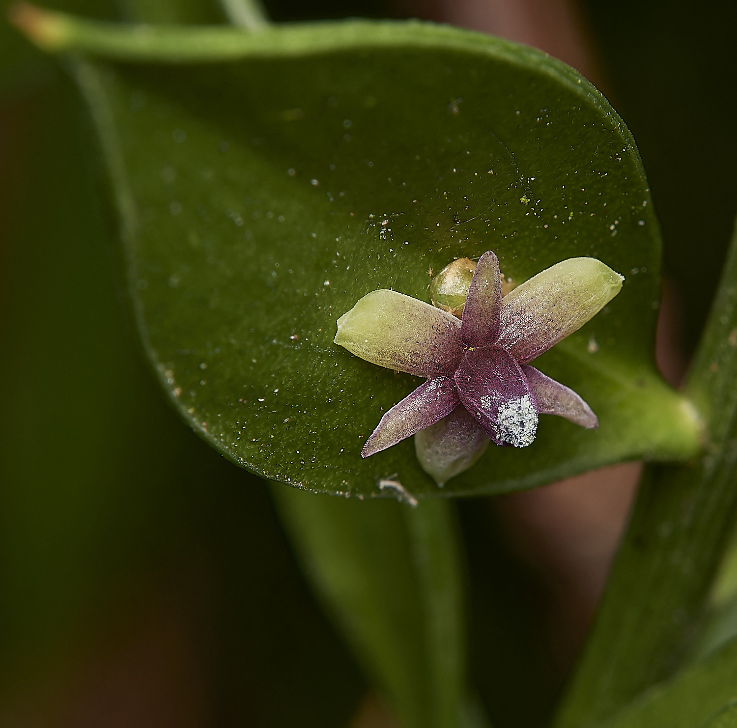 SaxlinghamButchersBroom261223-1