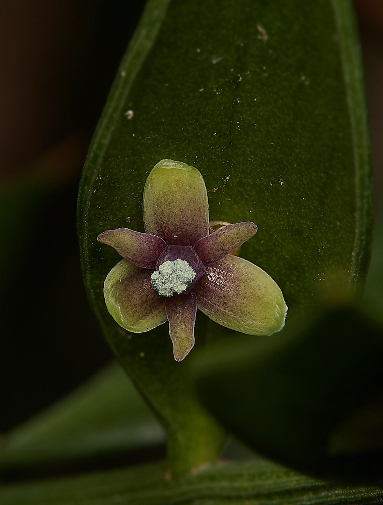 SaxlinghamButchersBroom261223-2