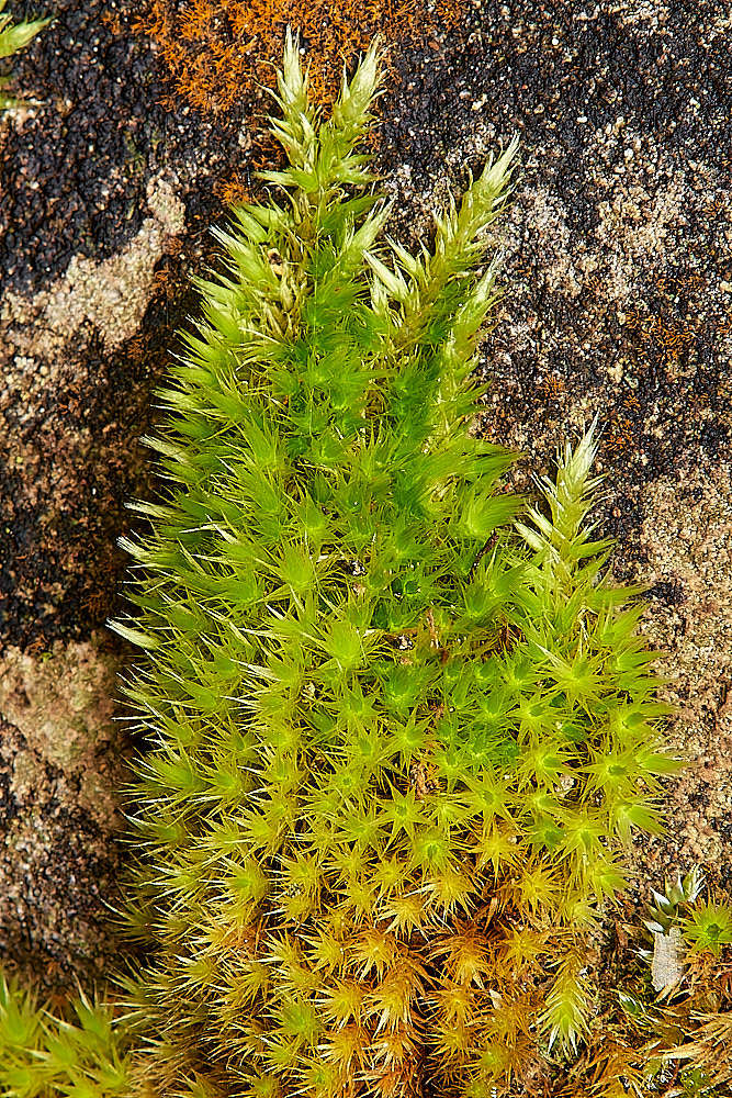 SaxlinghamHsericeum261223-1