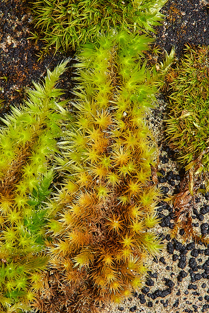 SaxlinghamHsericeum261223-2