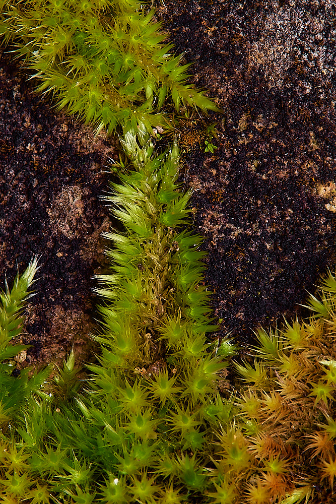 SaxlinghamHsericeum261223-3