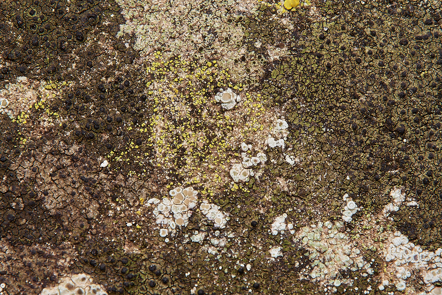 SaxlinghamLichen11261223-1