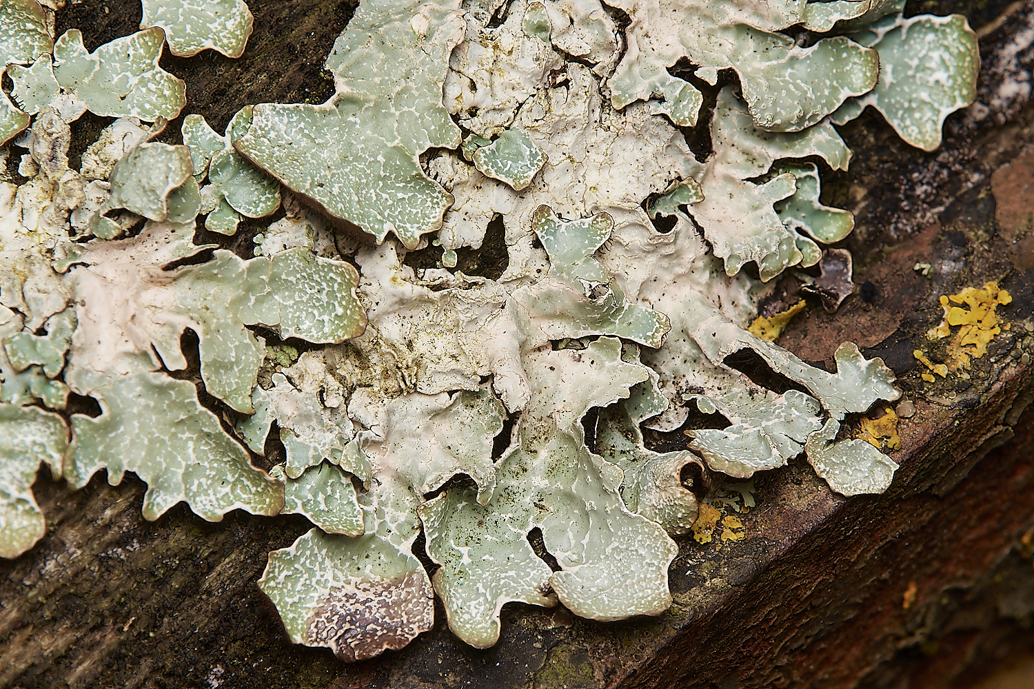 SaxlinghamLichen12261223-1