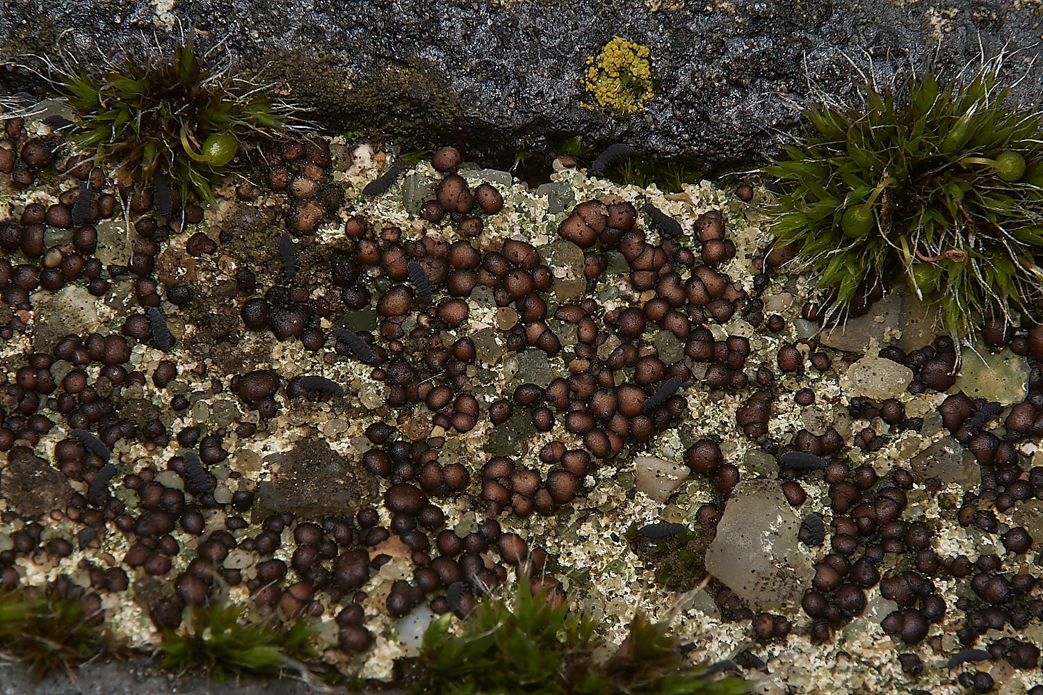 SaxlinghamLichen1251223-3