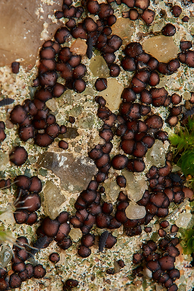 SaxlinghamLichen1261223-1