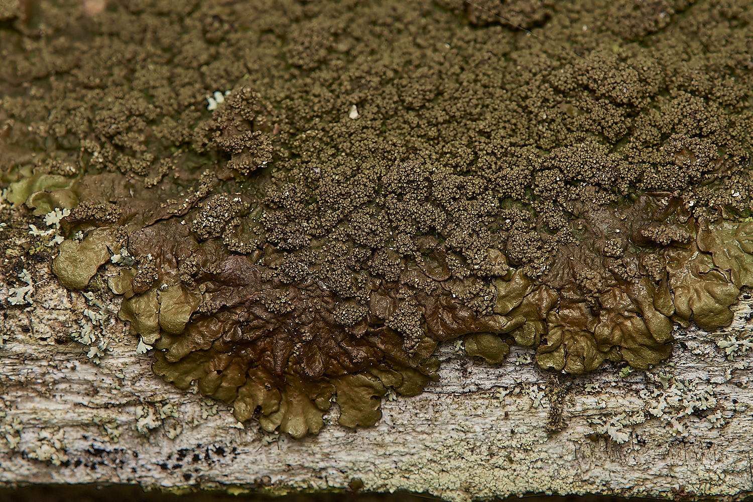 SaxlinghamLichen13261223-1
