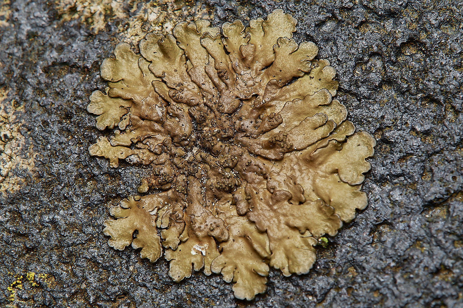 SaxlinghamLichen14261223-1