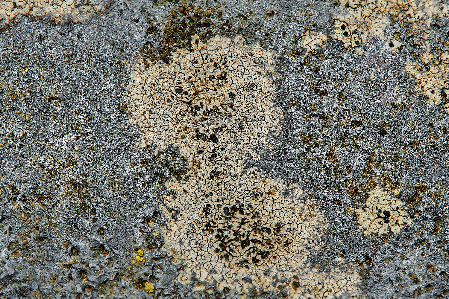 SaxlinghamLichen15261223-1