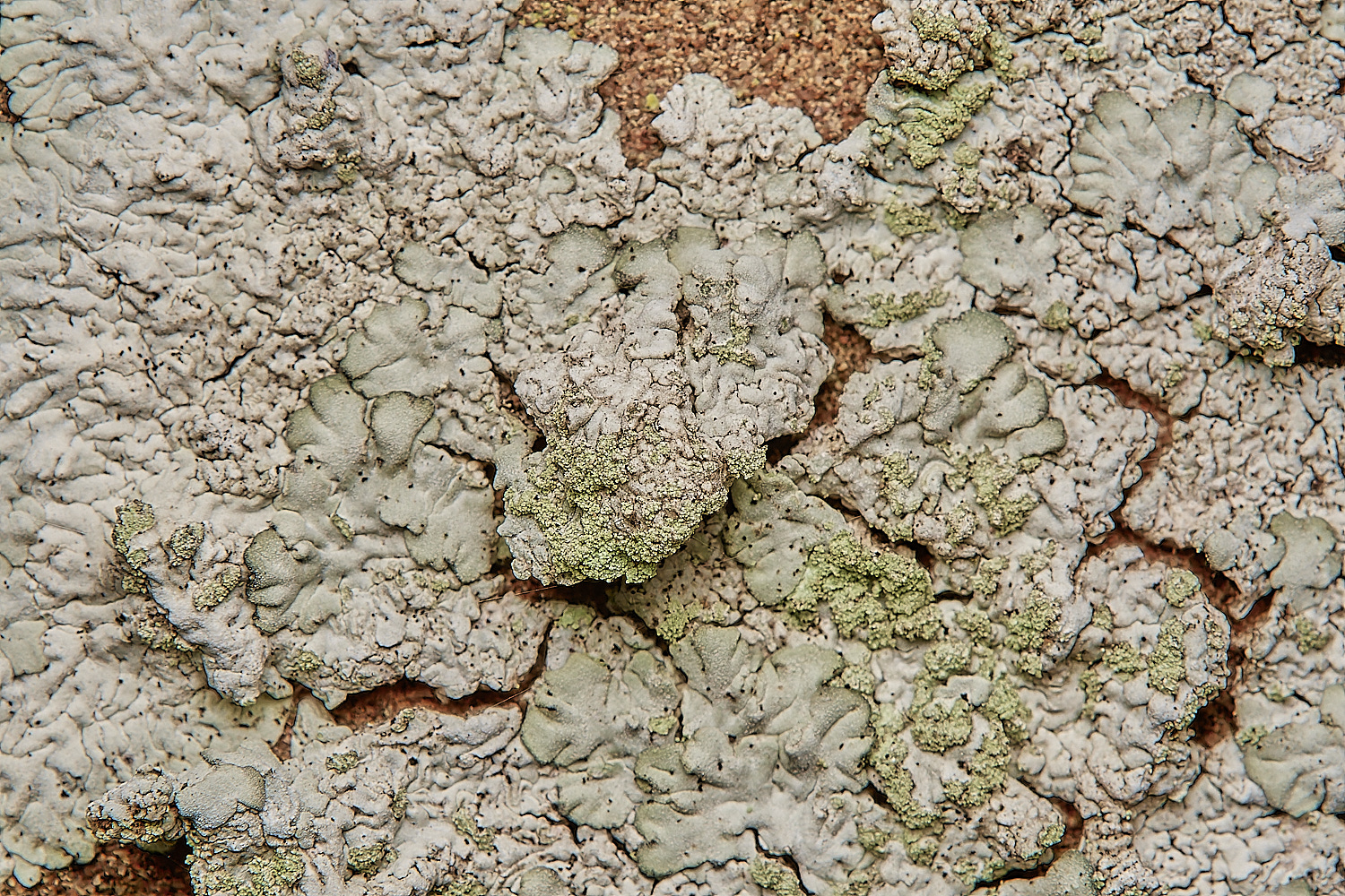 SaxlinghamLichen16261223-1