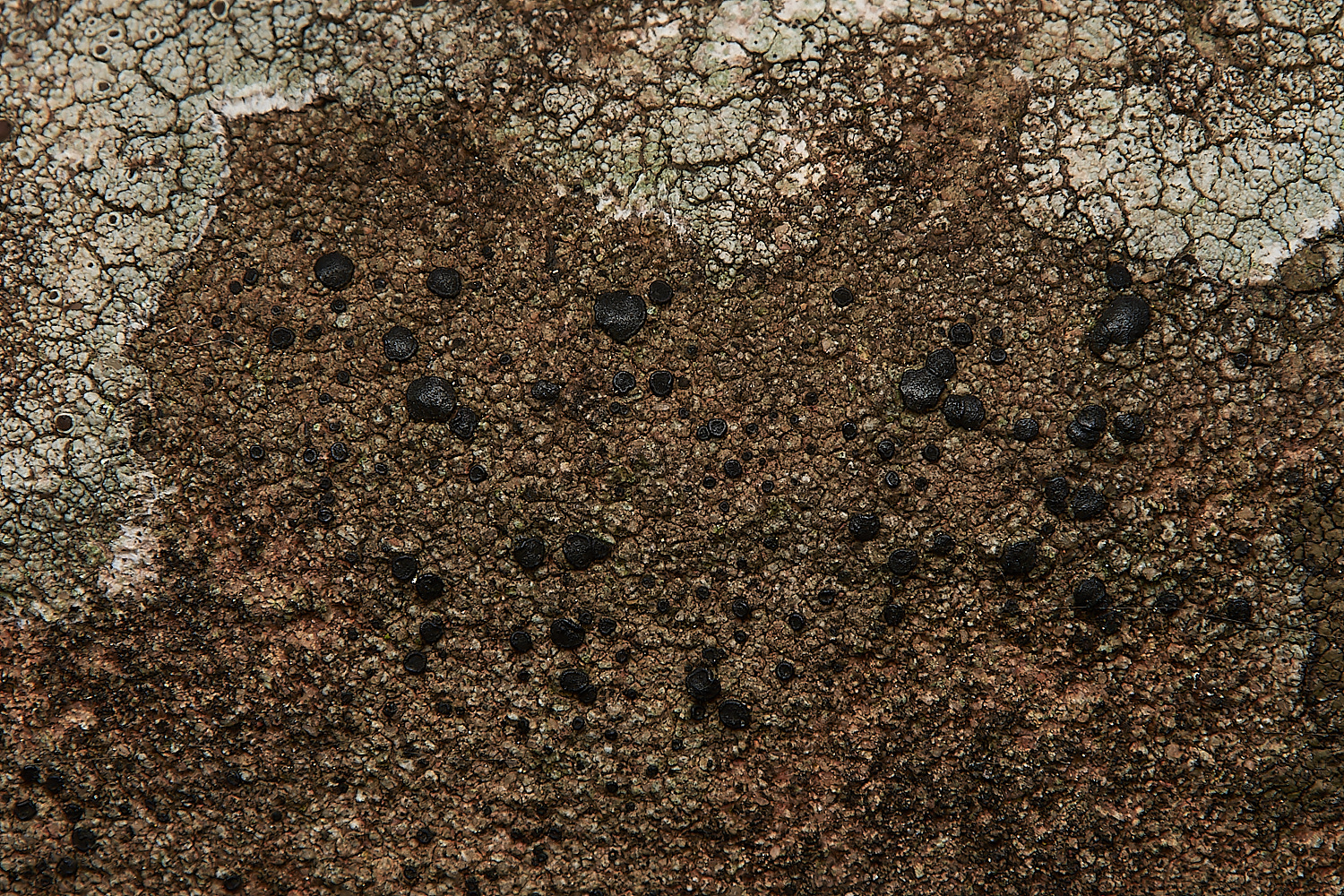 SaxlinghamLichen2251223-1