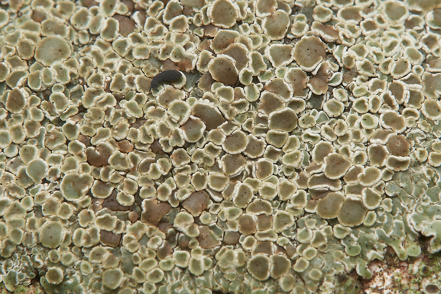 SaxlinghamLichen3251223-1