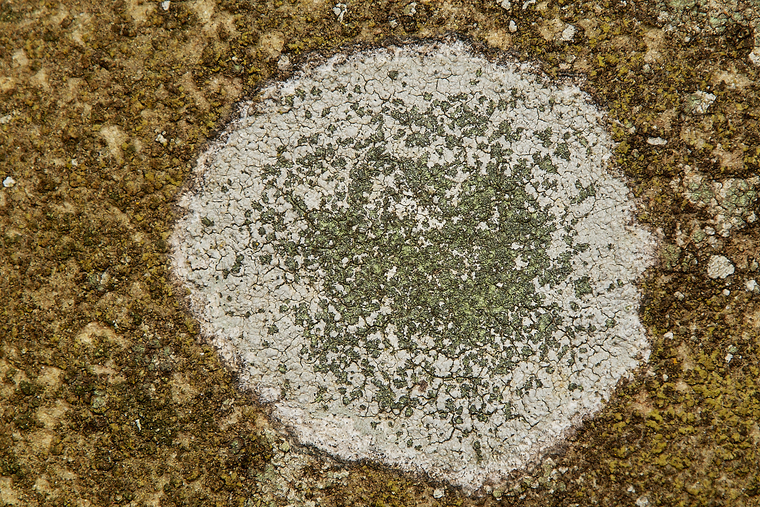 SaxlinghamLichen4251223-1