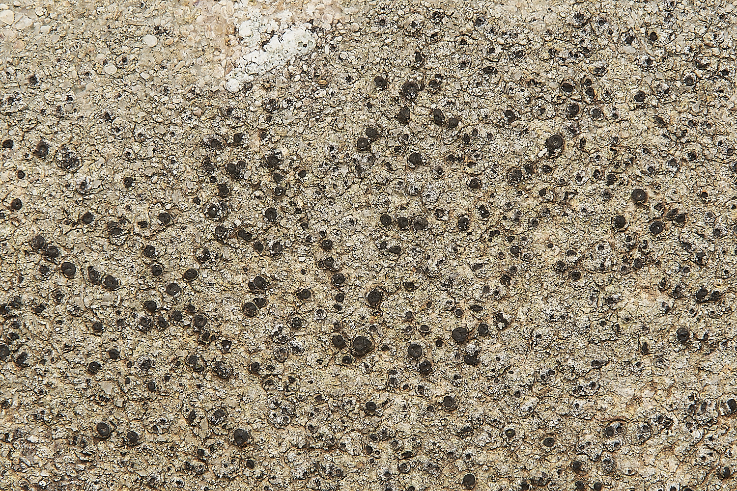 SaxlinghamLichen5251223-1