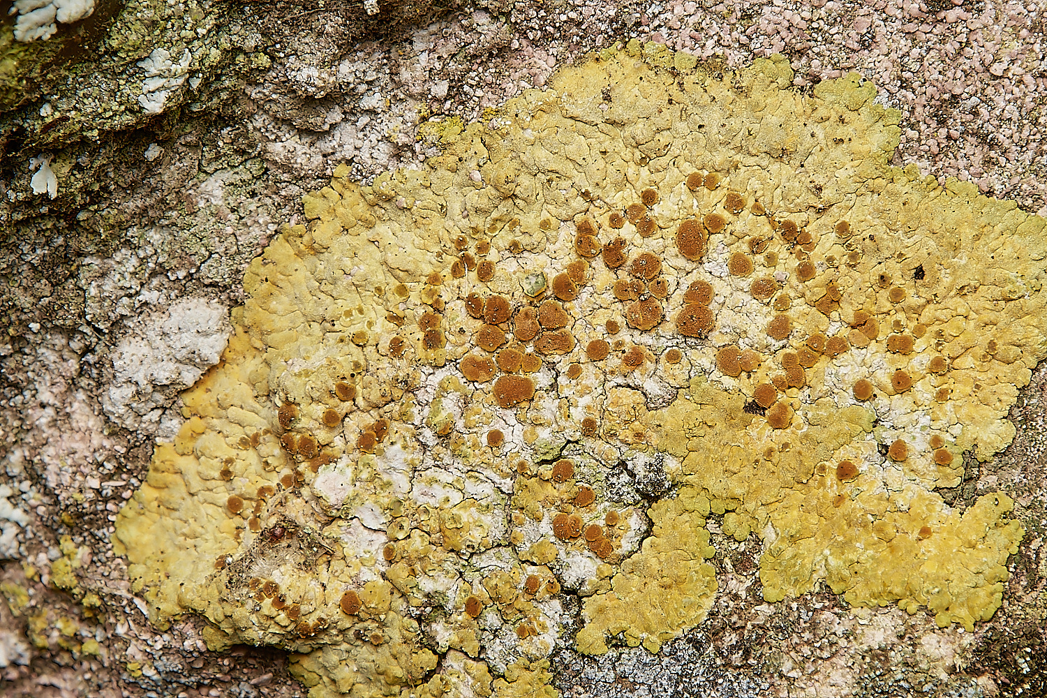 SaxlinghamLichen6251223-1