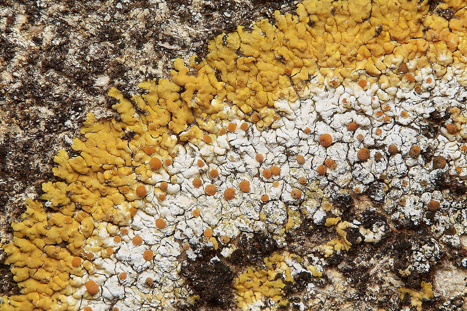 SaxlinghamLichen7251223-1