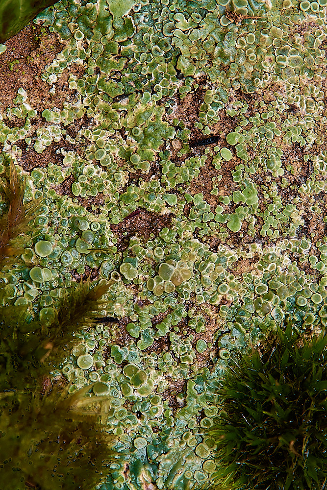 SaxlinghamLichen7261223-1