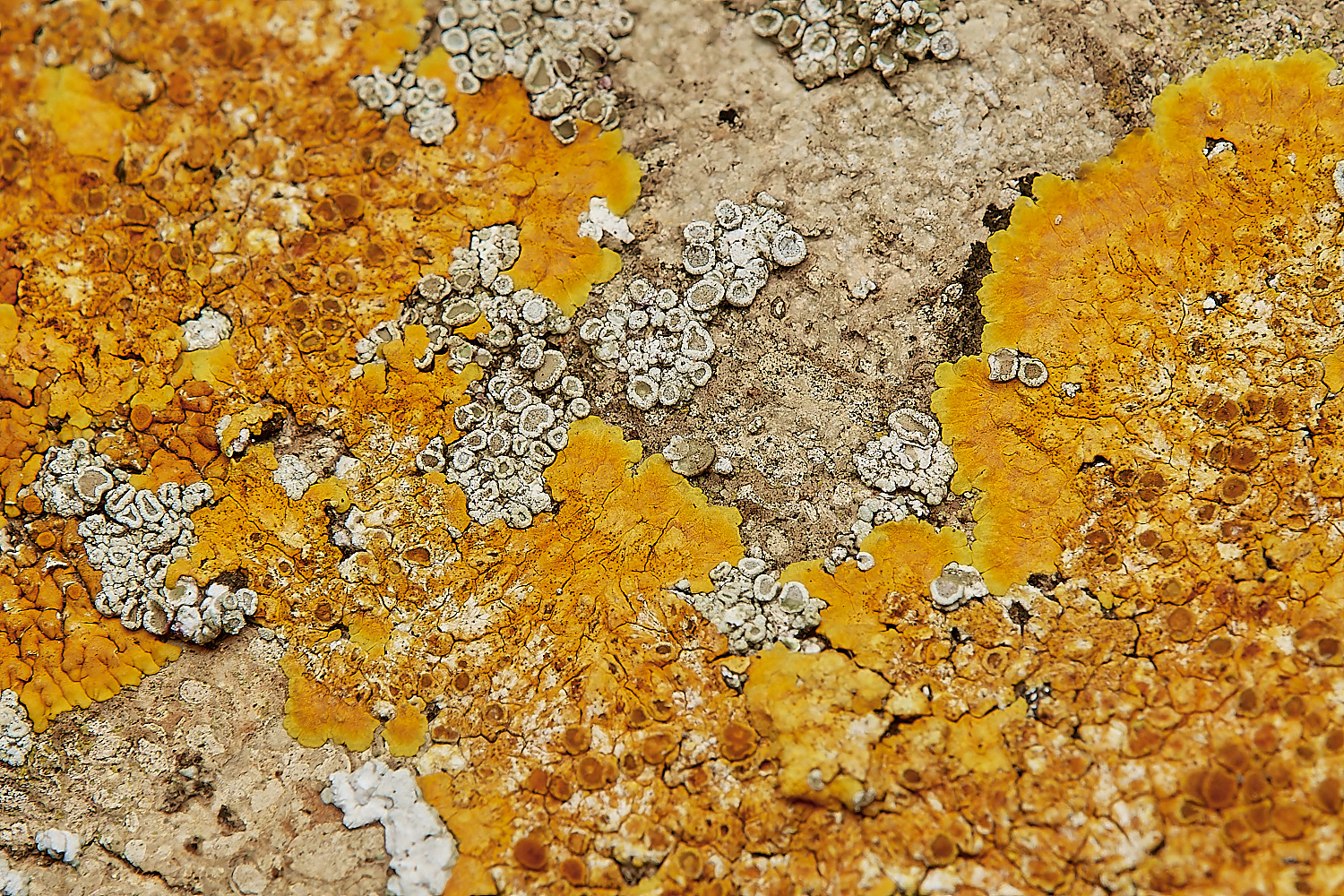 SaxlinghamLichen8261223-1