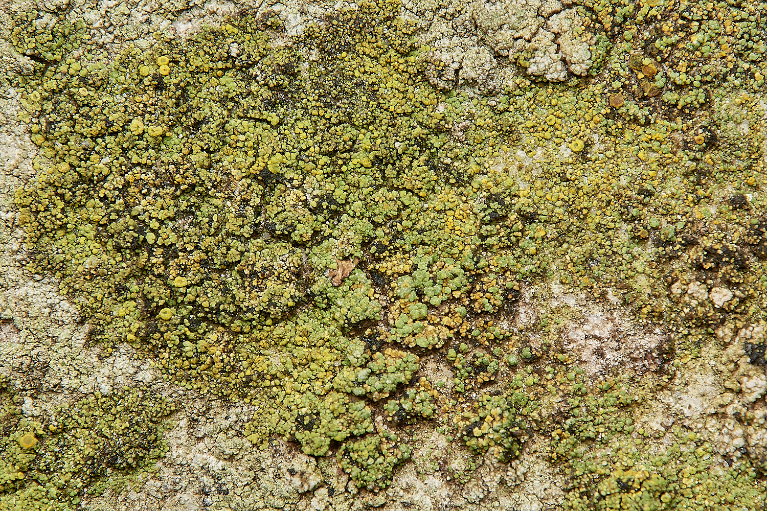 SaxlinghamLichen9261223-1