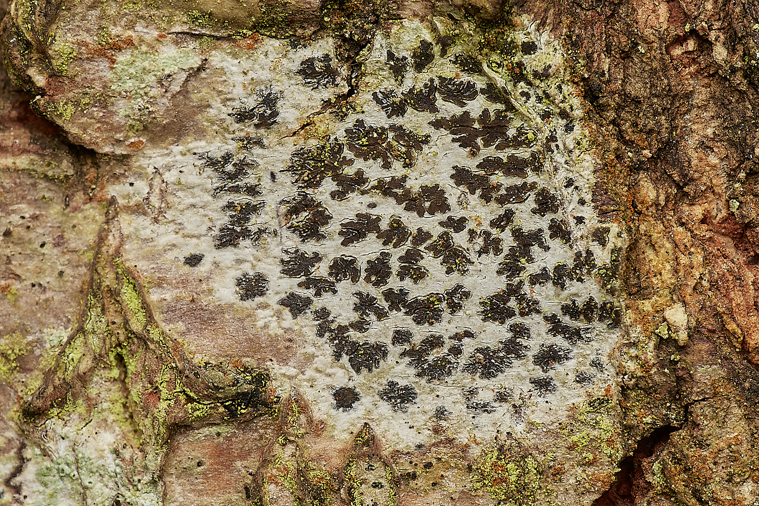 SaxlinghamOnOak2251223-1