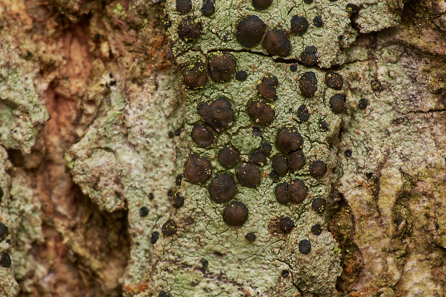 SaxlinghamOnOak251223-1