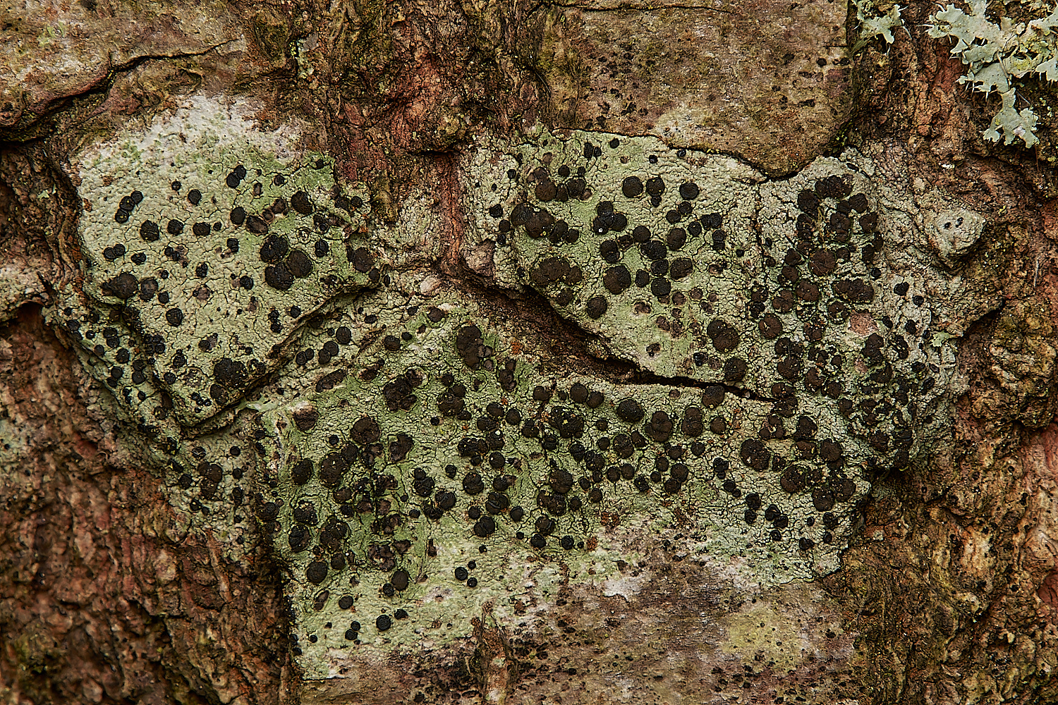 SaxlinghamOnOak251223-2