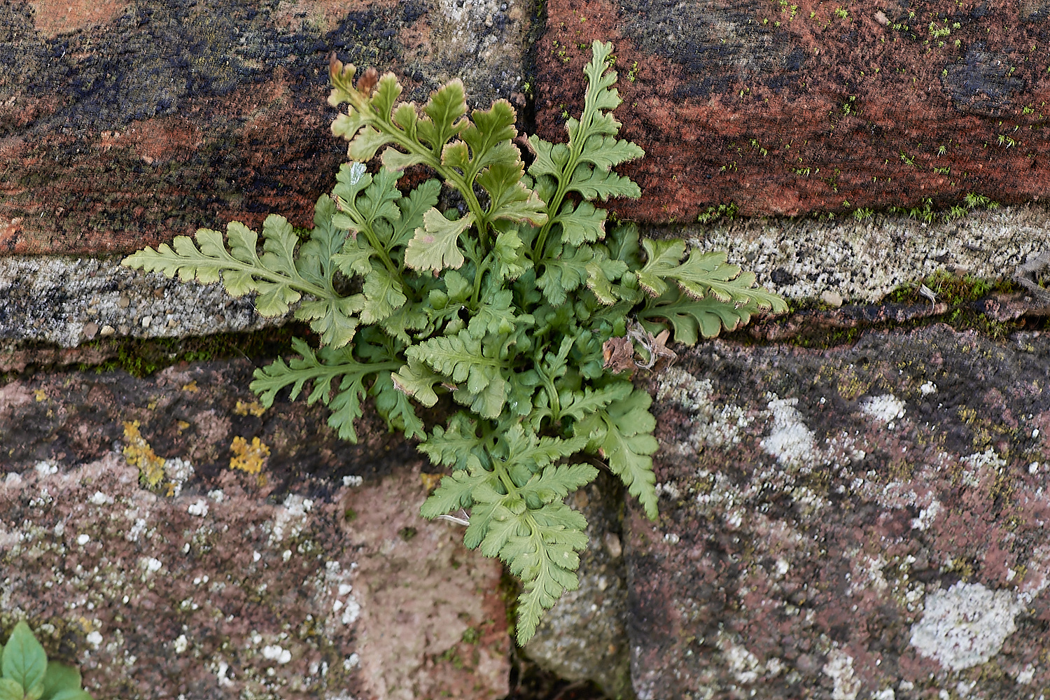 SaxlinghamRustyBackFer251223-1