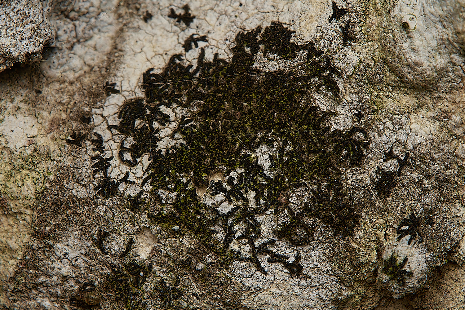 SaxlinghamScriptLichen261223-1