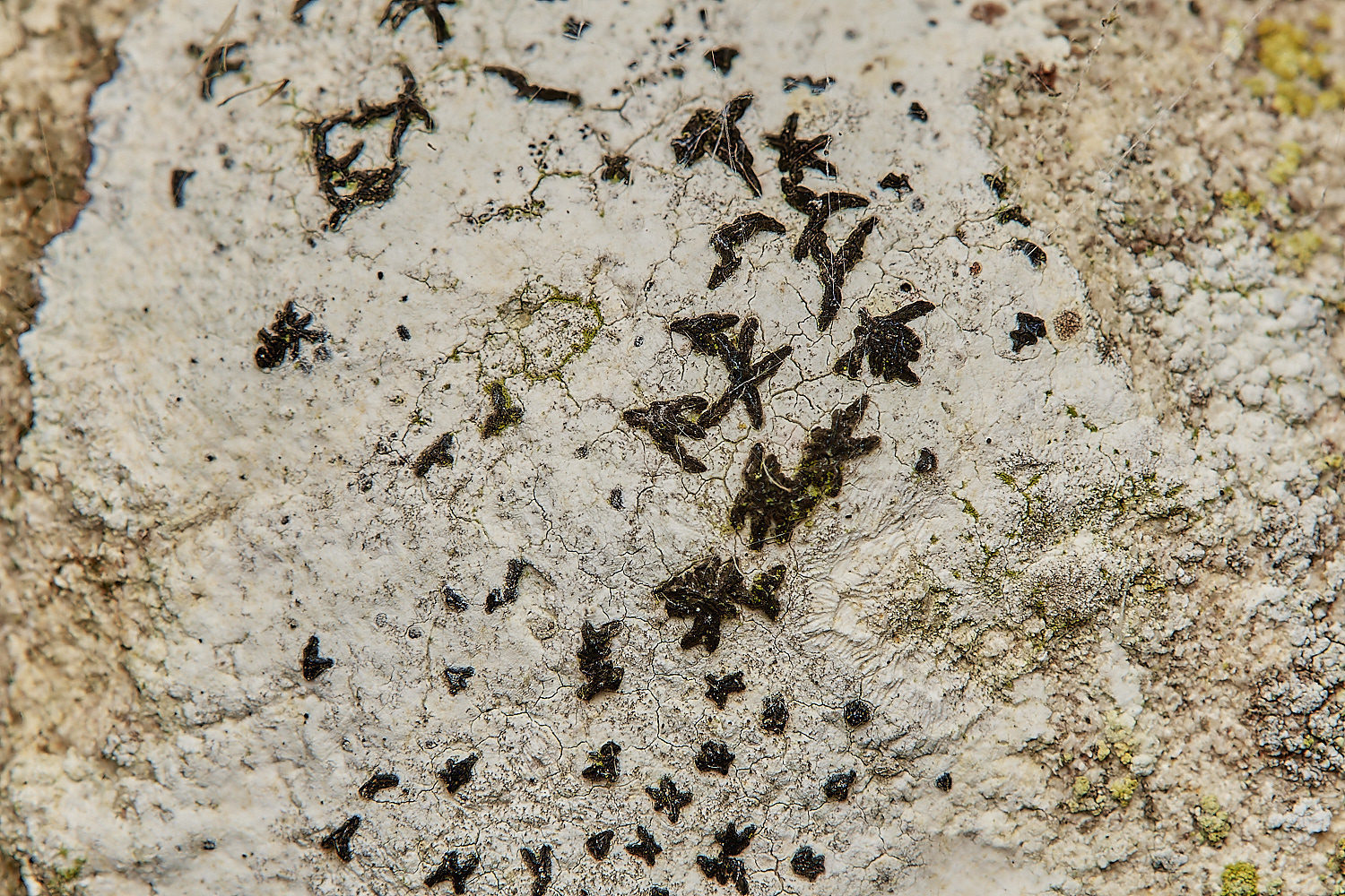 SaxlinghamScriptLichen261223-2