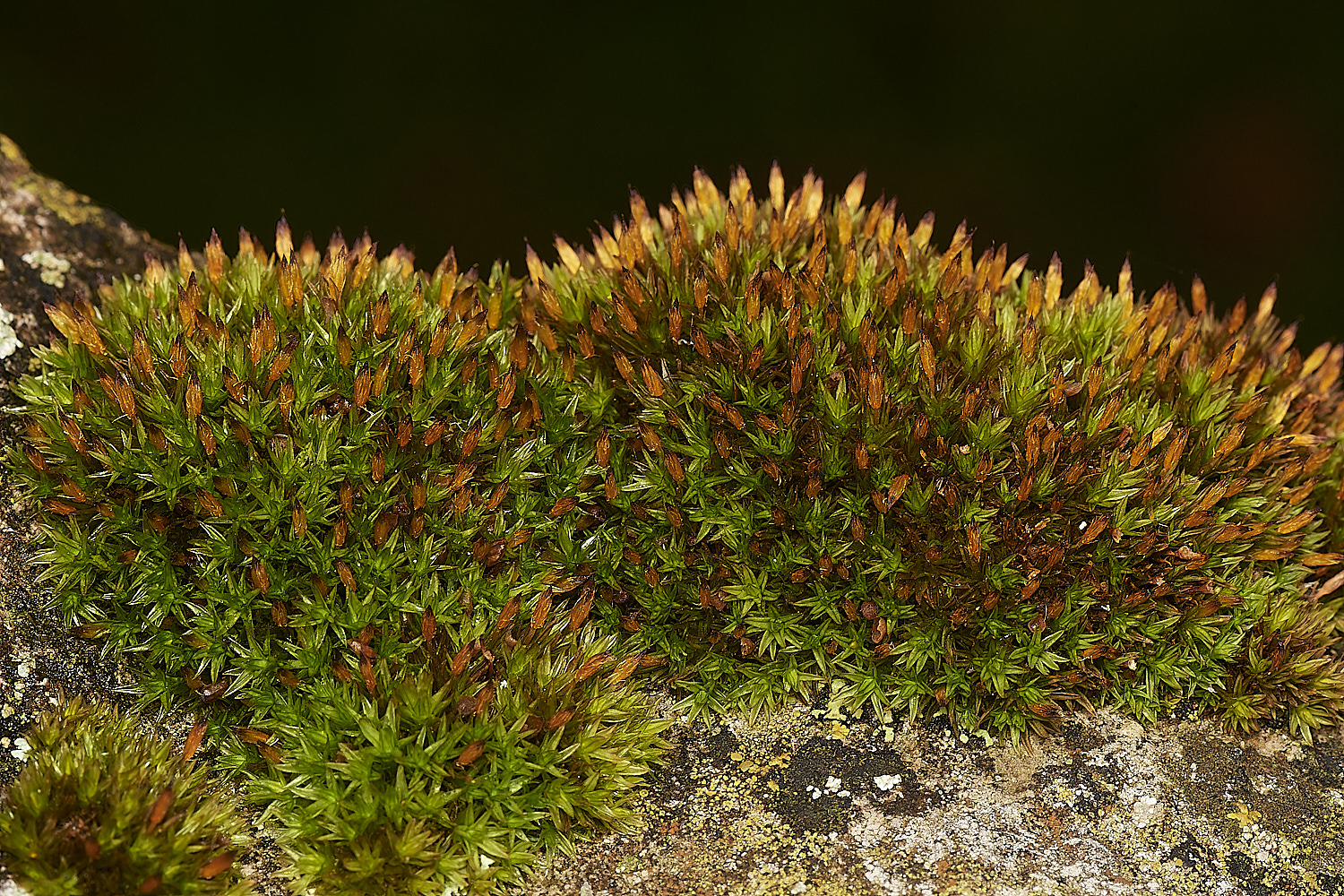 StPeter&PaulAanomulum061223-1-NEF_DxO_DeepPRIMEXD