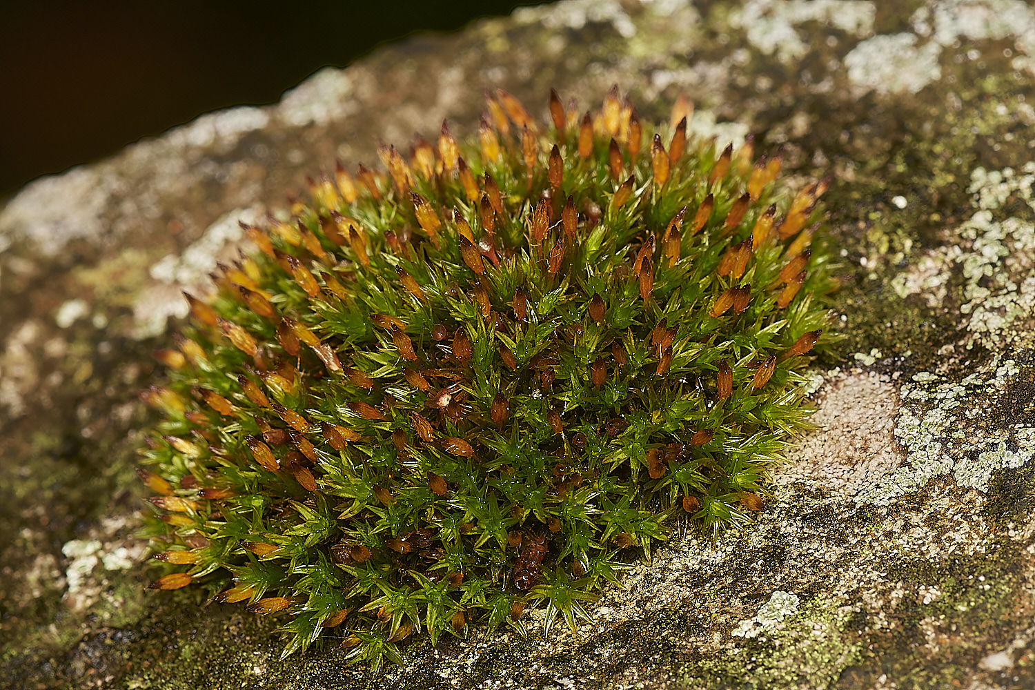 StPeter&PaulAanomulum061223-2-NEF_DxO_DeepPRIMEXD