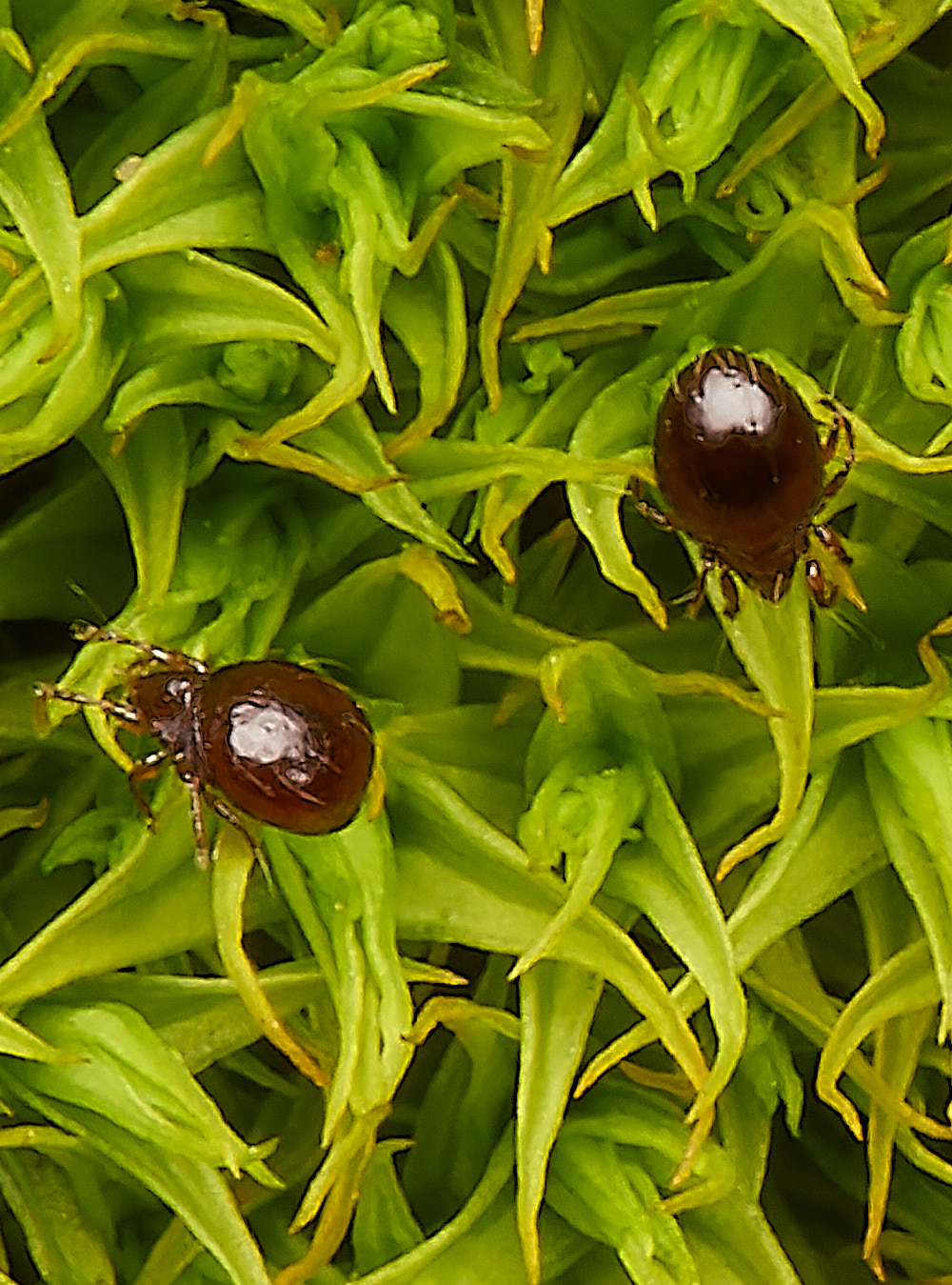 StPeter&PaulDidymodon061223-2-NEF_DxO_DeepPRIMEXD 1