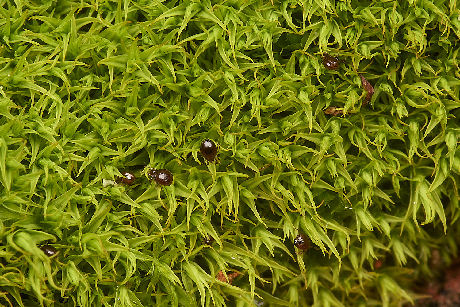 StPeter&PaulDidymodon061223-2-NEF_DxO_DeepPRIMEXD