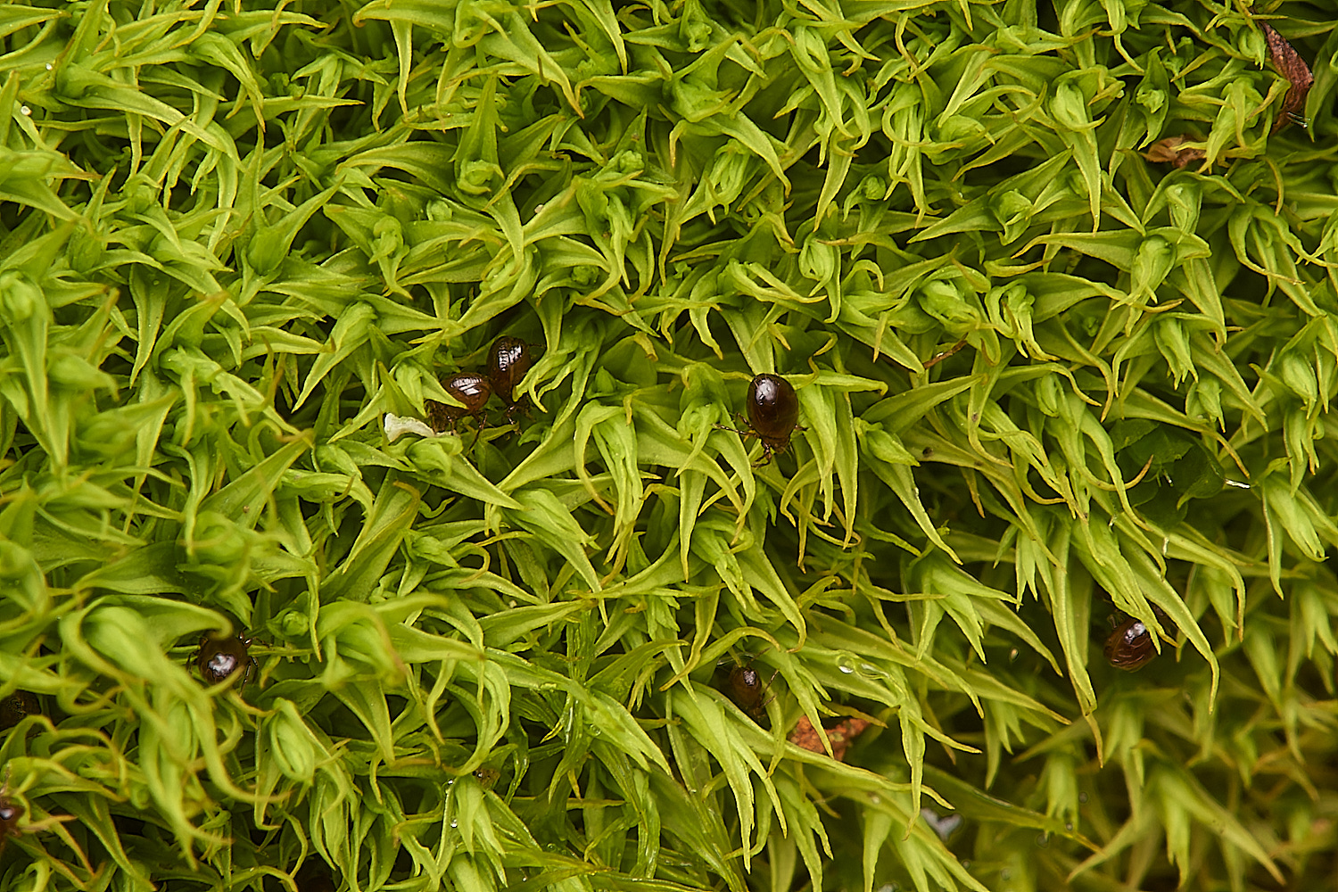 StPeter&PaulDidymodon061223-3-NEF_DxO_DeepPRIMEXD