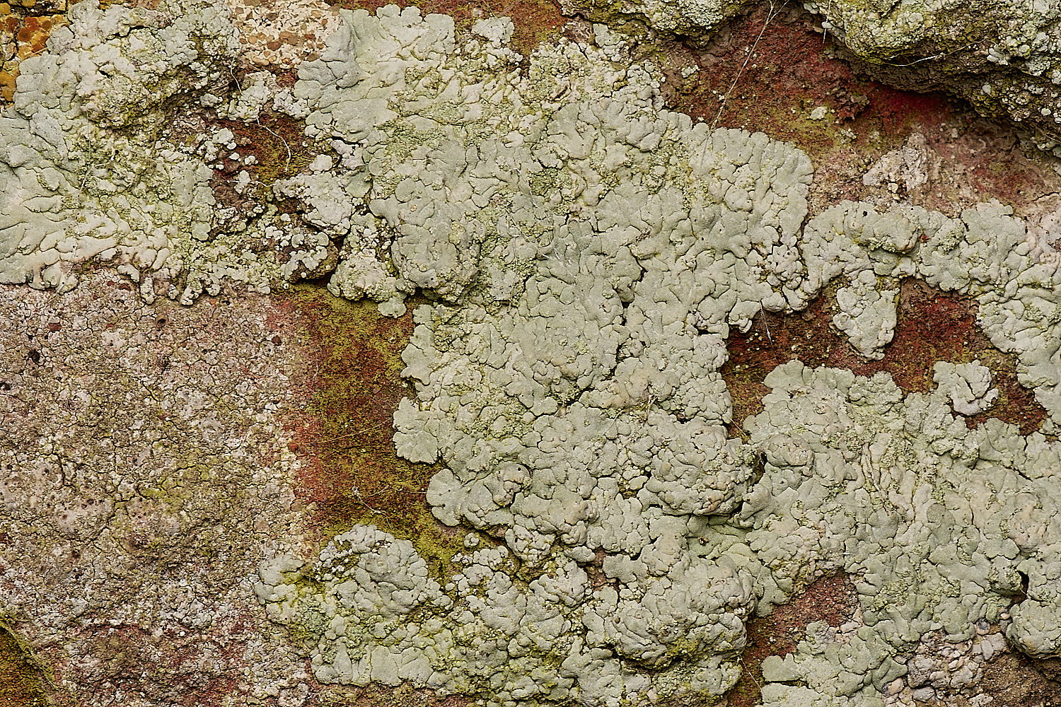 StPeter&PaulLichen10061223-1-NEF_DxO_DeepPRIMEXD