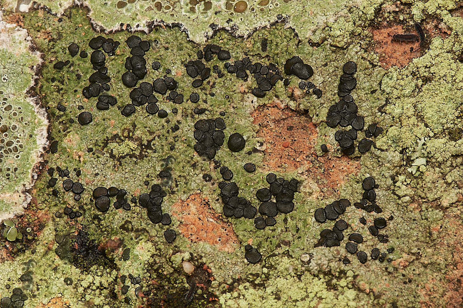 StPeter&PaulLichen1061223-2-NEF_DxO_DeepPRIMEXD