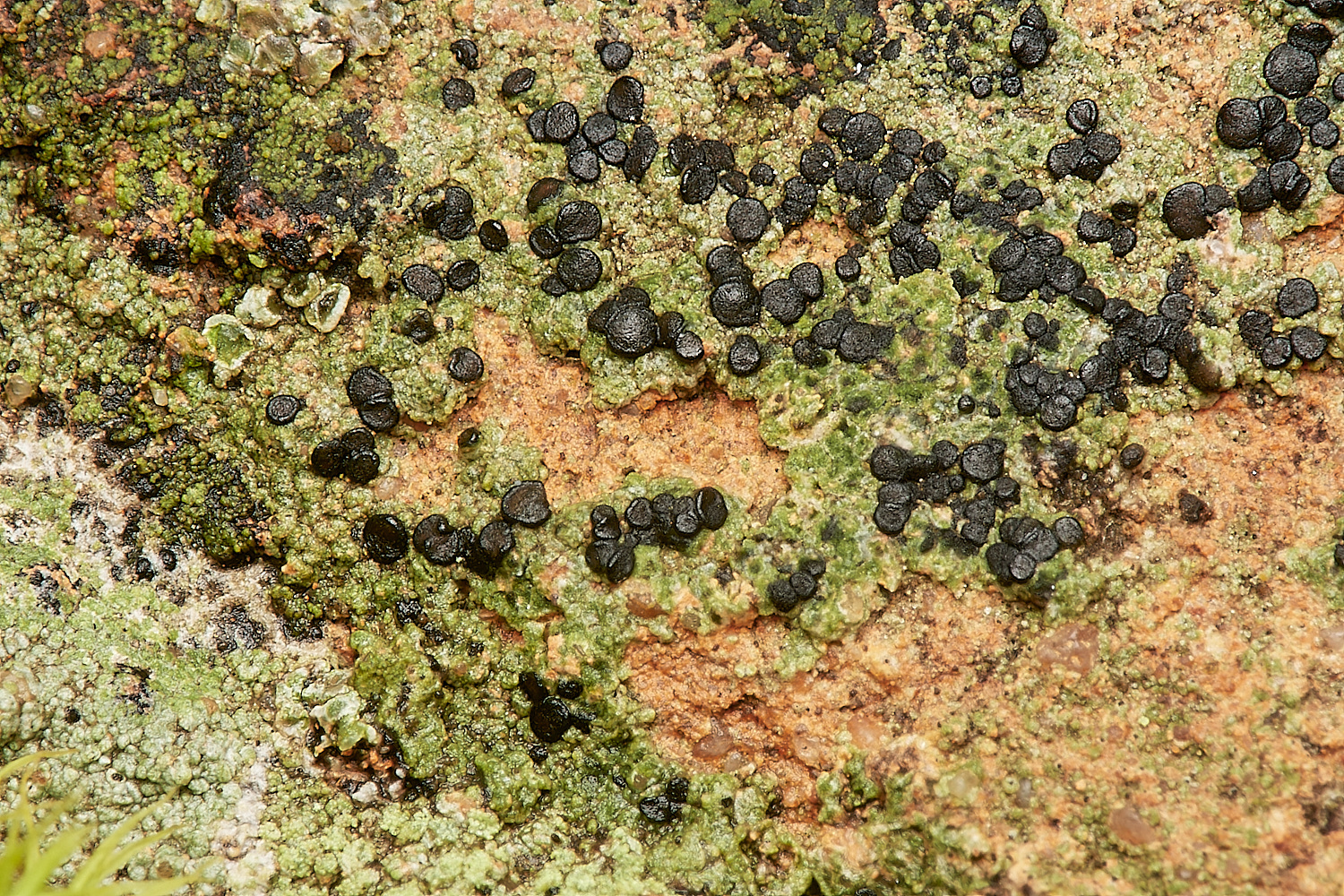 StPeter&PaulLichen1061223-3-NEF_DxO_DeepPRIMEXD