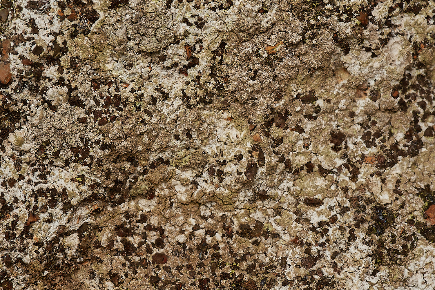 StPeter&PaulLichen11061223-1-NEF_DxO_DeepPRIMEXD