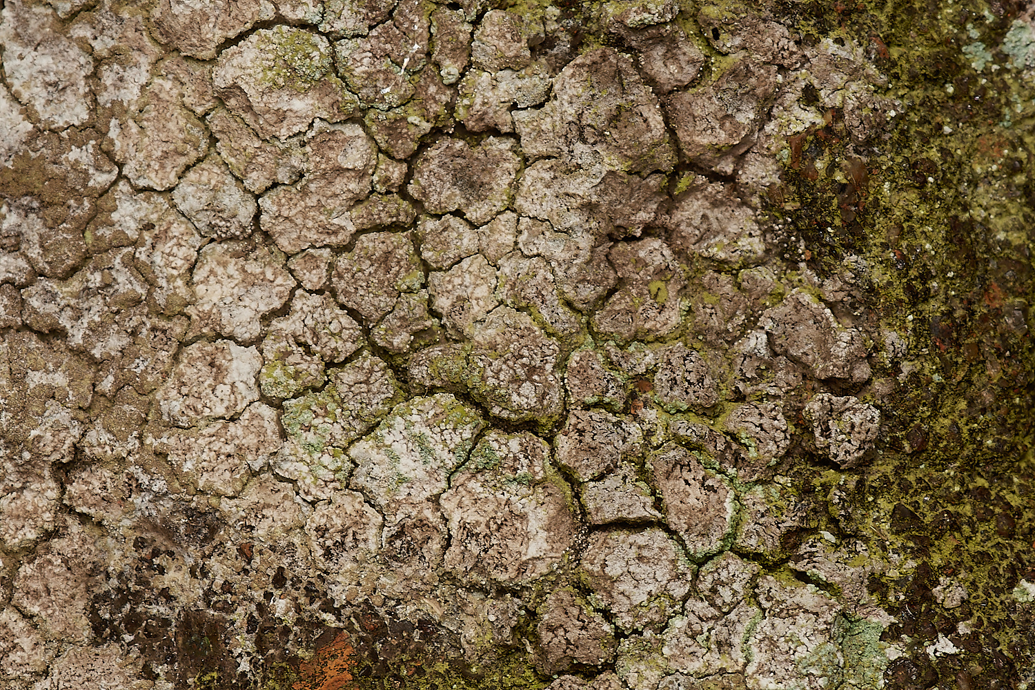 StPeter&PaulLichen12061223-1-NEF_DxO_DeepPRIMEXD