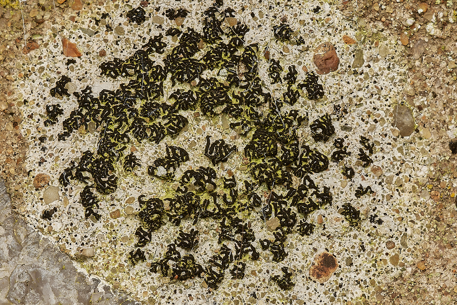 StPeter&PaulLichen13061223-2-NEF_DxO_DeepPRIMEXD