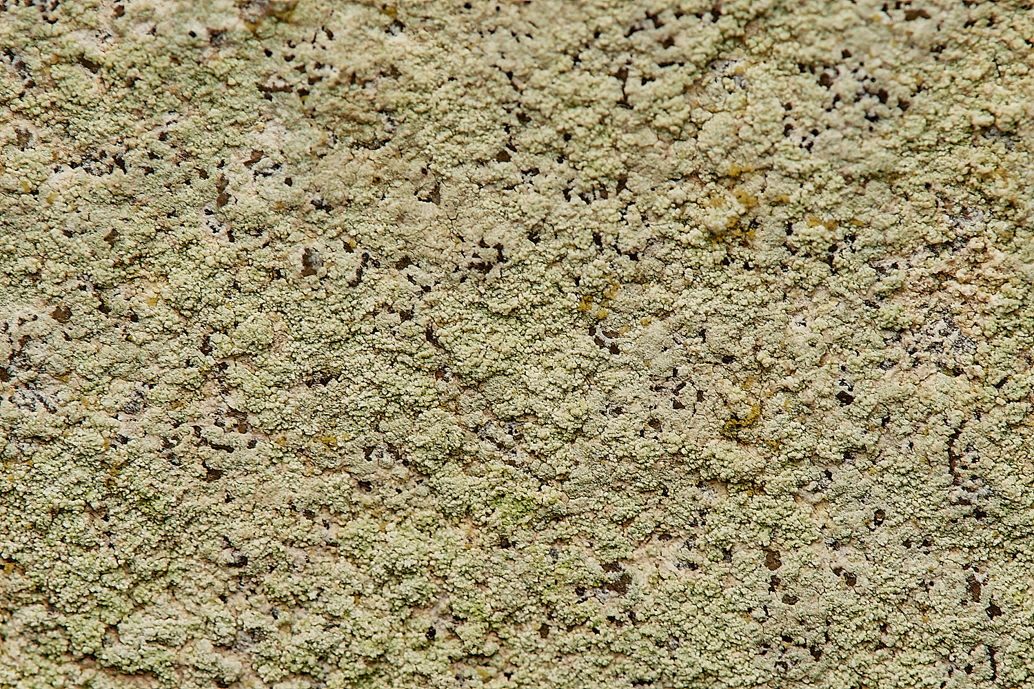 StPeter&PaulLichen14061223-1-NEF_DxO_DeepPRIMEXD