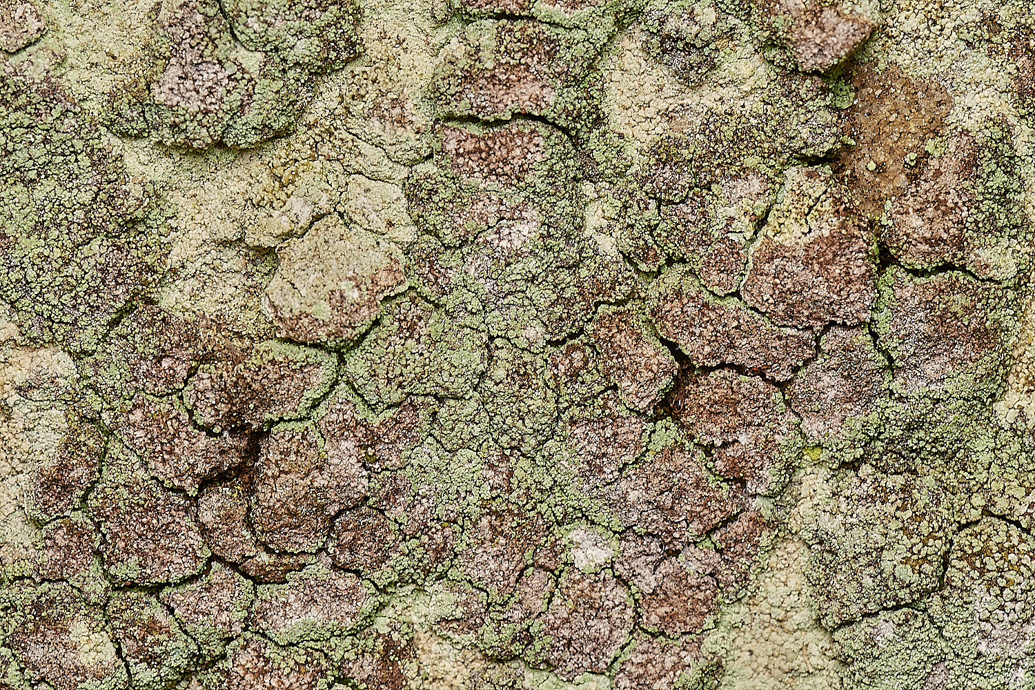 StPeter&PaulLichen15061223-1-NEF_DxO_DeepPRIMEXD