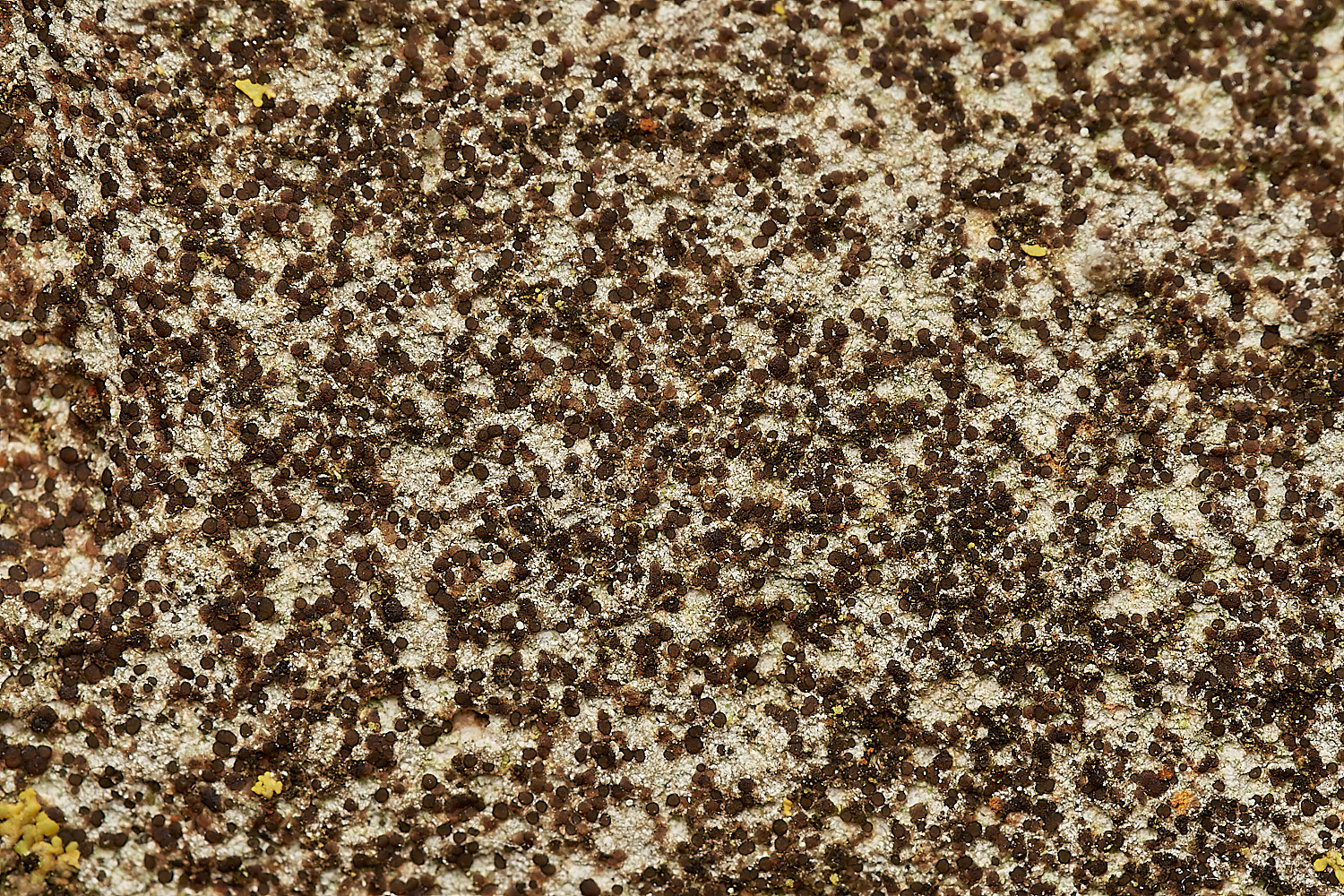 StPeter&PaulLichen17061223-1-NEF_DxO_DeepPRIMEXD