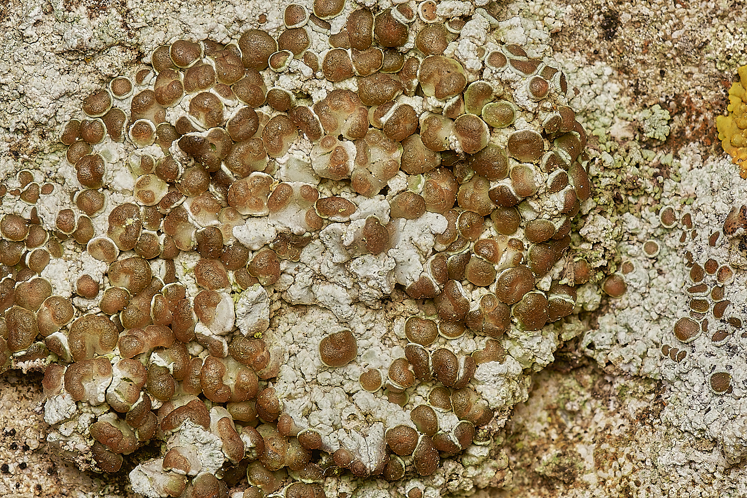 StPeter&PaulLichen18061223-1-NEF_DxO_DeepPRIMEXD