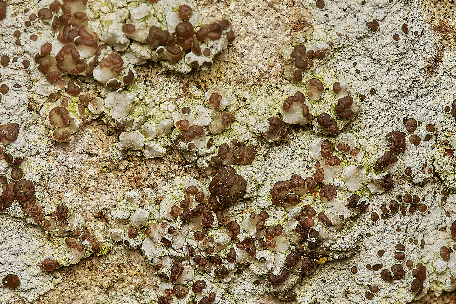 StPeter&PaulLichen18061223-2-NEF_DxO_DeepPRIMEXD