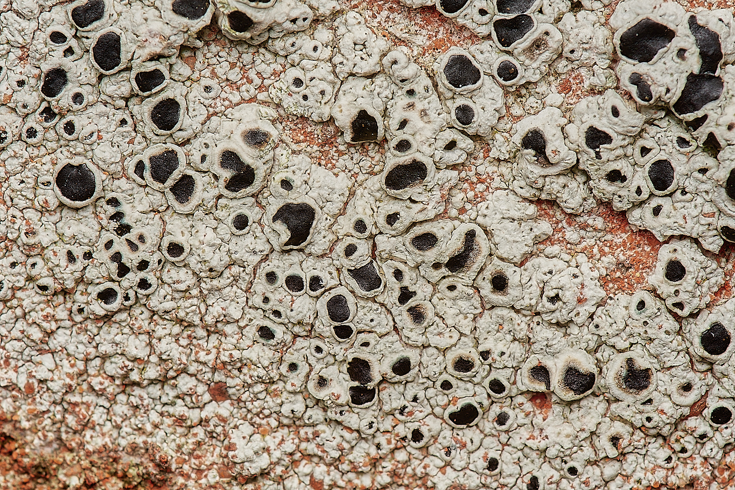 StPeter&PaulLichen19061223-1-NEF_DxO_DeepPRIMEXD